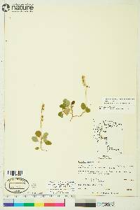 Orthilia secunda subsp. secunda image