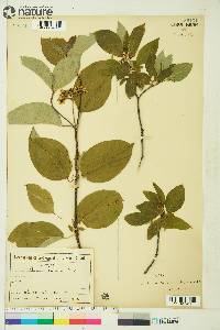 Cornus sericea subsp. sericea image