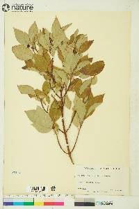 Cornus sericea subsp. sericea image