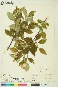 Cornus sericea subsp. sericea image