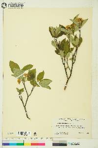 Cornus sericea subsp. sericea image