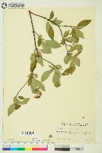 Cornus sericea subsp. sericea image