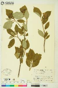 Cornus sericea subsp. sericea image