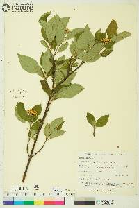 Cornus sericea subsp. sericea image