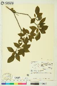 Cornus sericea subsp. sericea image