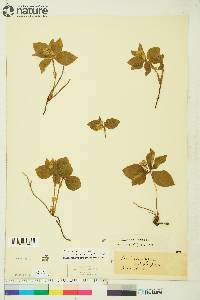 Cornus canadensis image