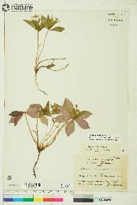 Cornus canadensis image