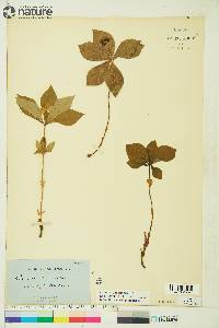 Cornus canadensis image