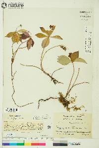 Cornus canadensis image