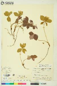 Cornus canadensis image