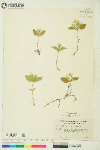 Cornus canadensis image