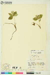 Cornus canadensis image