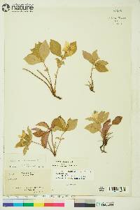 Cornus canadensis image