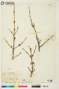 Shepherdia canadensis image