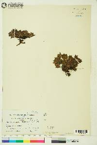 Arctostaphylos alpina image