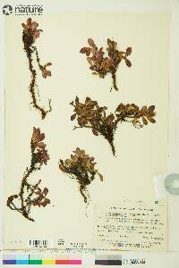 Arctostaphylos rubra image