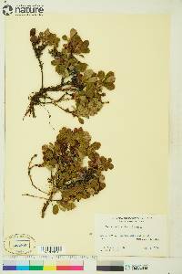 Arctostaphylos alpina image