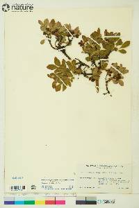 Arctostaphylos rubra image