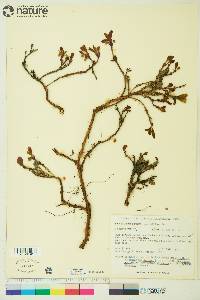 Arctostaphylos rubra image