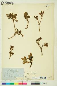 Arctostaphylos rubra image