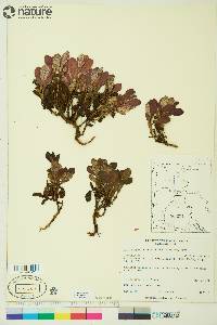 Arctostaphylos rubra image