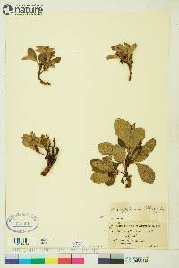 Arctostaphylos rubra image