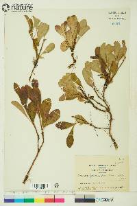 Arctostaphylos rubra image