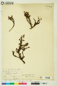 Arctostaphylos rubra image