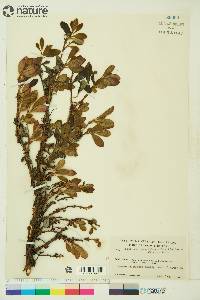 Arctostaphylos rubra image