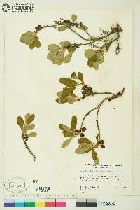 Arctostaphylos rubra image