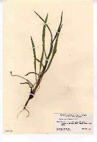 Bupleurum americanum image