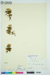 Rhododendron tomentosum image