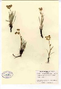 Bupleurum americanum image