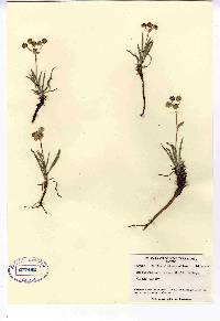 Bupleurum americanum image