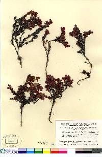 Vaccinium uliginosum image