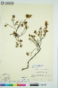 Rhododendron tomentosum image