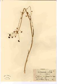 Bupleurum americanum image