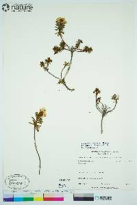 Rhododendron tomentosum image