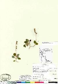 Orthilia secunda subsp. secunda image