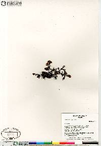 Vaccinium uliginosum image