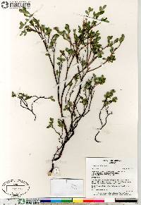 Vaccinium uliginosum image