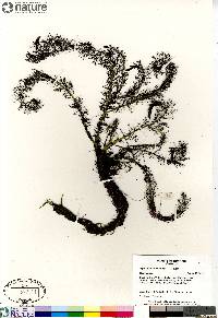 Myriophyllum sibiricum image