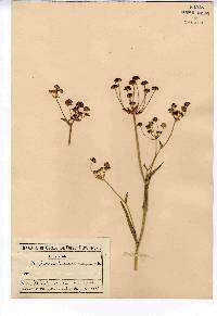 Bupleurum americanum image