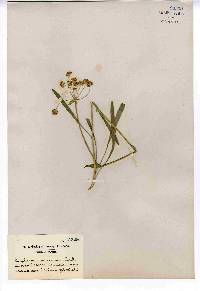 Bupleurum americanum image