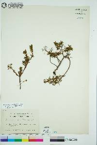 Rhododendron tomentosum image