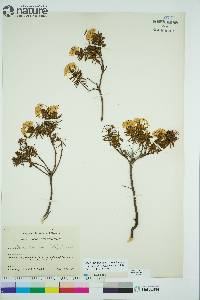 Rhododendron tomentosum image