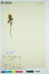 Rhododendron tomentosum image