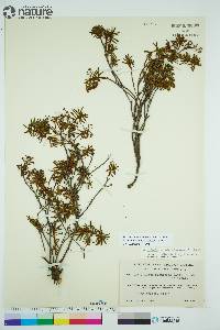 Rhododendron tomentosum image