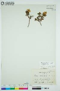 Rhododendron tomentosum image