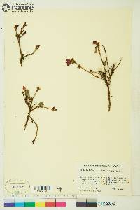 Arctostaphylos rubra image